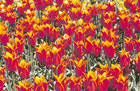 RedTulips 