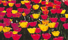 RedYellowTulips 