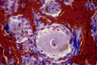 Giove013.jpg