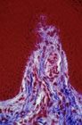 Giove018.jpg