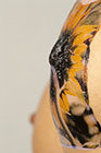 tattoo-sunflowertn