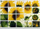 SunflowersTiff.jpg